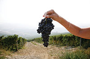 Nebbiolo grapes