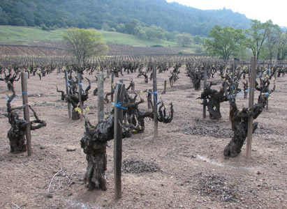 150-years old vines