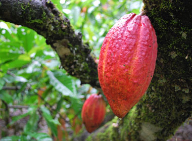 Cacao pod