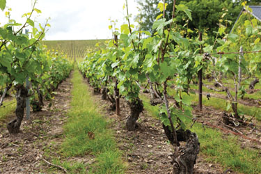 Champagne Grape Vines