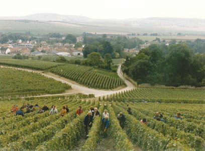 Champagne Vineyards