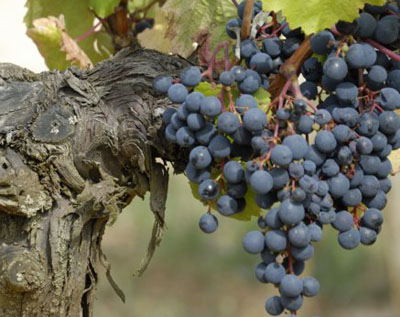 Malbec Grapes