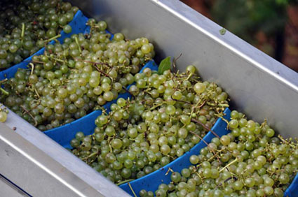 Texas Grapes