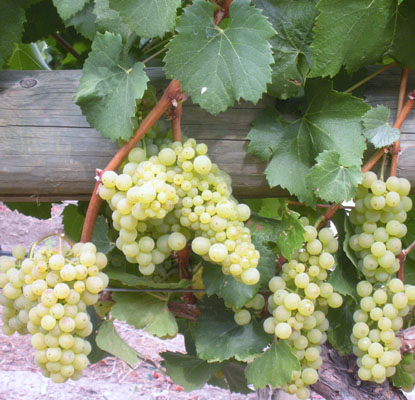 Chardonnay grapes