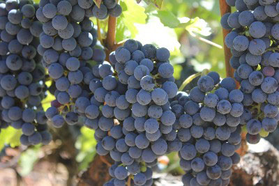 Napa Valley cabernet sauvignon grapes