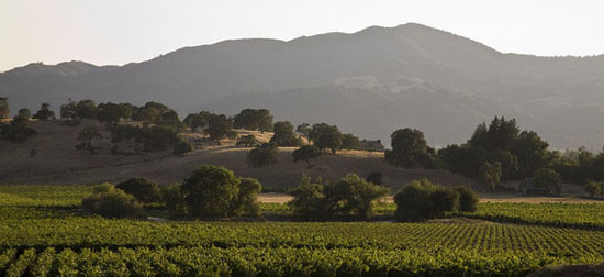 Napa Valley wineyards and landscape