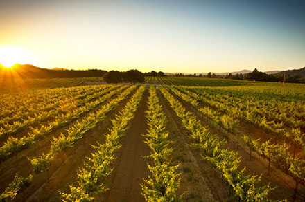 Foppiano Vineyards