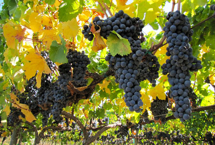 Russian River Pinot Noir grapes