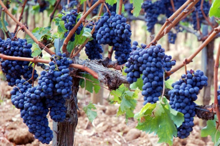 Sagrantino grapes