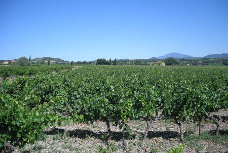 Vineyard in Côtes du Rhône