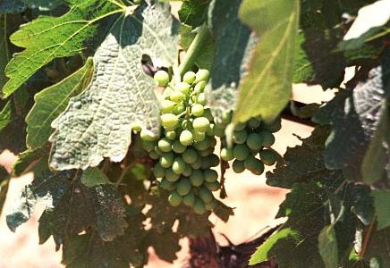 Greek syrah grapes