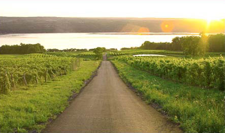 Vineyard in the Finger Lakes