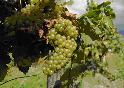 NY State Reisling Grapes