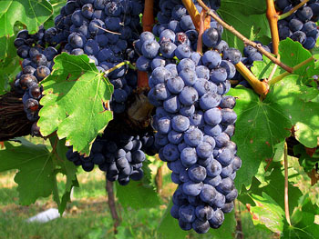 Sangiovese grapes