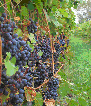 Cabernet Franc grapes