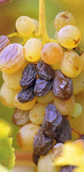 Dessert wine grapes
