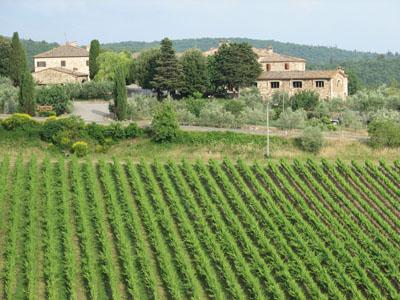 Rocca delle Macie vineyards