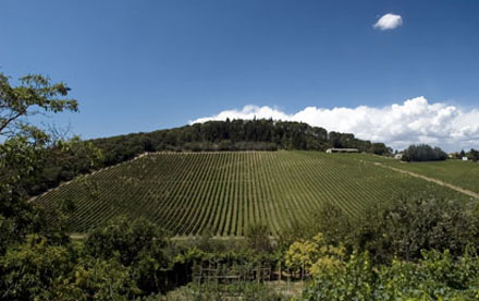 Tignanello Estate Vineyards
