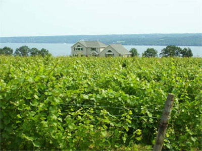 Finger Lakes vineyard