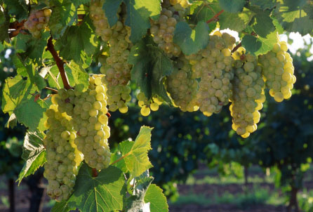 Australian chardonnay grapes
