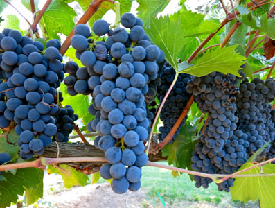 Sangiovese grapes