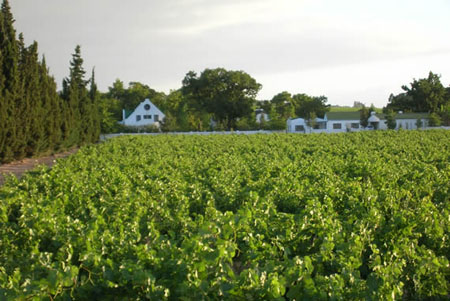 Ken Forrester Vineyards